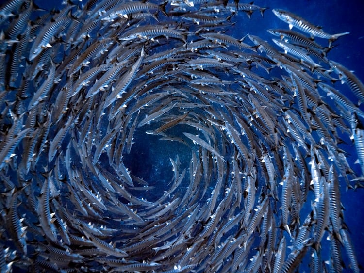 HELP US PROTECT THE DEEP SEA