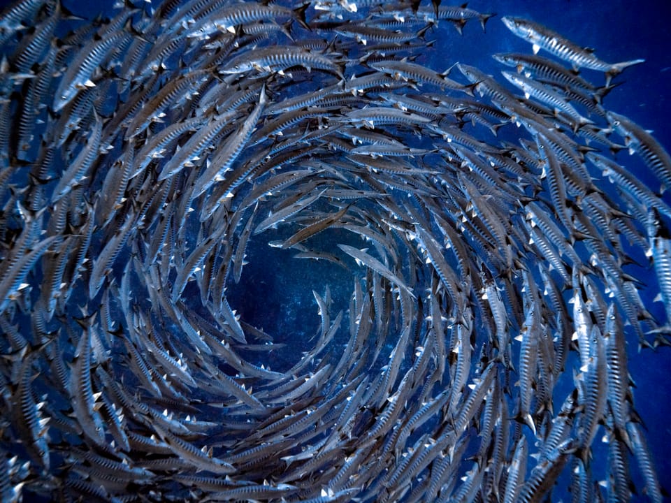 HELP US PROTECT THE DEEP SEA